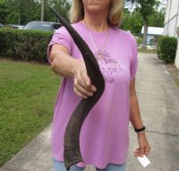 Kudu horn for sale measuring 23 inches, for making a shofar for $37.00