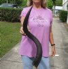 Kudu horn for sale measuring 29 inches, for making a shofar.  You are buying the horn in the photos for $44.00