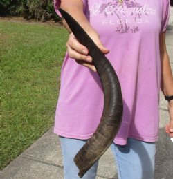 Kudu horn for sale measuring 22 inches, for making a shofar for $26.00