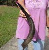Kudu horn for sale measuring 22 inches, for making a shofar.  You are buying the horn in the photos for $37.00