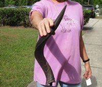 Kudu horn for sale measuring 22 inches, for making a shofar for $37.00