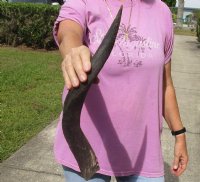 Kudu horn for sale measuring 20 inches, for making a shofar for $37.00