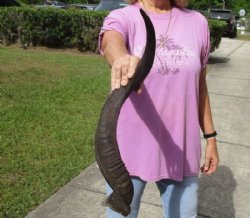 Kudu horn for sale measuring 28 inches, for making a shofar for $44.00