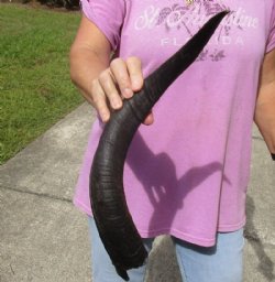 Kudu horn for sale measuring 20 inches, for making a shofar for $26.00
