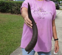 Kudu horn for sale measuring 20 inches, for making a shofar for $26.00