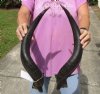 Matching pair of Kudu horns for sale measuring approximately 22 and 23 inches, for making a shofar.  You are buying the horns in the photos for $70