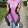 Matching pair of Kudu horns for sale measuring 30 inches, for making a shofar.  You are buying the horns in the photos for $125