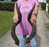 Matching pair of Kudu horns for sale measuring 30 and 31 inches, for making a shofar.  You are buying the horns in the photos for $125