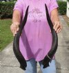 Matching pair of Kudu horns for sale measuring approximately 22 inches, for making a shofar.  You are buying the horns in the photos for $70 (worm holes)