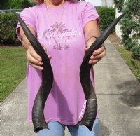Matching pair of Kudu horns for sale measuring approximately 22 inches, for making a shofar.  You are buying the horns in the photos for $70 (worm holes)