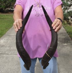 Matching pair of Kudu horns for sale measuring approximately 22 inches, for making a shofar for $70