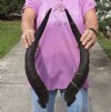 Matching pair of Kudu horns for sale measuring approximately 22 inches, for making a shofar.  You are buying the horns in the photos for $70