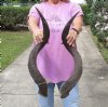 Matching pair of Kudu horns for sale measuring 30 inches, for making a shofar.  You are buying the horns in the photos for $125