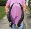 Matching pair of Kudu horns for sale measuring approximately 20 inches, for making a shofar.  You are buying the horns in the photos for $70