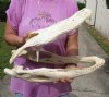 20 inch #2 Grade Discounted/Damaged Florida Alligator Skull from an estimated 11 foot gator - You are buying the gator skull shown for $50.00