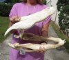 21 inch #2 Grade Discounted/Damaged Florida Alligator Skull from an estimated 12 foot gator - You are buying the gator skull shown for $50.00