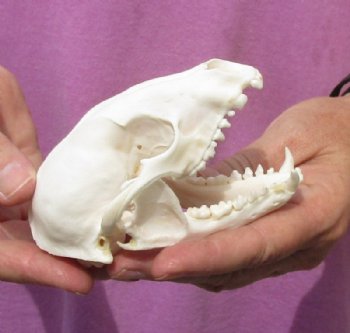 Raccoon Skull measuring 4-3/8 inches long for $14