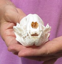 Raccoon Skull measuring 4-3/8 inches long - You are buying the skull shown for $30