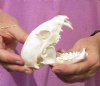 Raccoon Skull measuring 4 inches long - You are buying the skull shown for $26