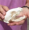 Raccoon Skull measuring 4-3/8 inches long - You are buying the skull shown for $26