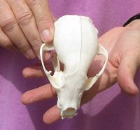 Raccoon Skull measuring 4-3/8 inches long for $26