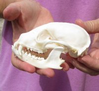 Raccoon Skull measuring 4-3/8 inches long for $26