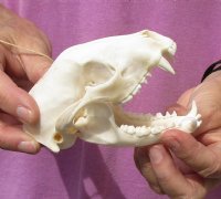 Raccoon Skull measuring 4-1/2 inches long - You are buying the skull shown for $26