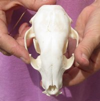 Raccoon Skull measuring 4-1/2 inches long - You are buying the skull shown for $26