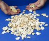 200 pc lot of raccoon/opossum/bobcat and wild boar bones measuring approximately 1/2 inch up to 1-1/2 inches in size.  You are buying the assorted small bones pictured for $40.00