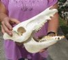 10 inch wild boar skull, commercial grade - You are buying the skull pictured for $45
