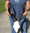 Red hartebeest (female) skull plate with 18-1/2 and 19 inch horns, measured around curve - you are buying the skull plate pictured for $50