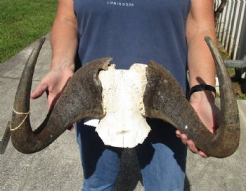 18-1/2 inch wide Male Black Wildebeest skull plate with horns for $46
