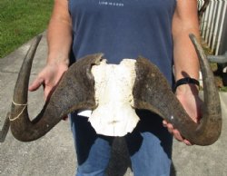 18-1/2 inch wide Male Black Wildebeest skull plate with horns for $46
