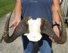 18-1/2 inch wide Male Black Wildebeest skull plate with horns - You are buying the wildebeest skull plate shown for $65