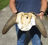 18-1/2 inch wide Male Black Wildebeest skull plate with horns for $46