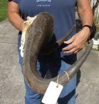 18-1/2 inch wide Male Black Wildebeest skull plate with horns for $46