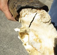 18-1/2 inch wide Male Black Wildebeest skull plate with horns for $46