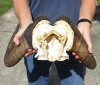 17-1/2 inch wide Male Black Wildebeest skull plate with horns - You are buying the wildebeest skull plate shown for $65