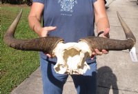 Blue wildebeest skull plate and horns 25 inches wide - you are buying the skull plate pictured for $60