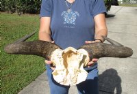Blue wildebeest skull plate and horns 25 inches wide for $45