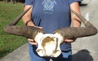 Blue wildebeest skull plate and horns 23-1/2 inches wide for $45