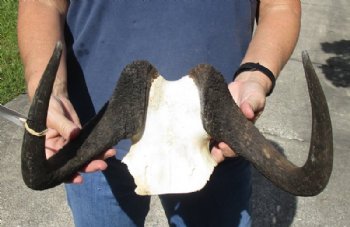 14-1/2 inch wide Female Black Wildebeest skull plate with horns for $37
