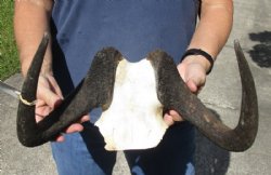 14-1/2 inch wide Female Black Wildebeest skull plate with horns for $37