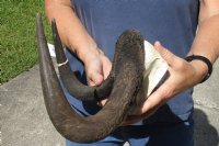 14-1/2 inch wide Female Black Wildebeest skull plate with horns for $37