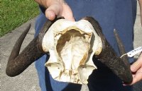 14-1/2 inch wide Female Black Wildebeest skull plate with horns for $37