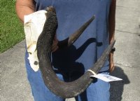 14-1/2 inch wide Female Black Wildebeest skull plate with horns for $37