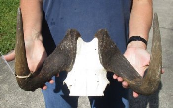 15 inch wide Female Black Wildebeest skull plate with horns for $37