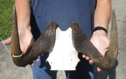 15 inch wide Female Black Wildebeest skull plate with horns for $37