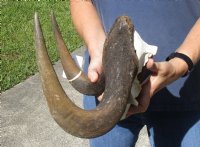 15 inch wide Female Black Wildebeest skull plate with horns for $37