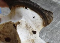 15 inch wide Female Black Wildebeest skull plate with horns for $37